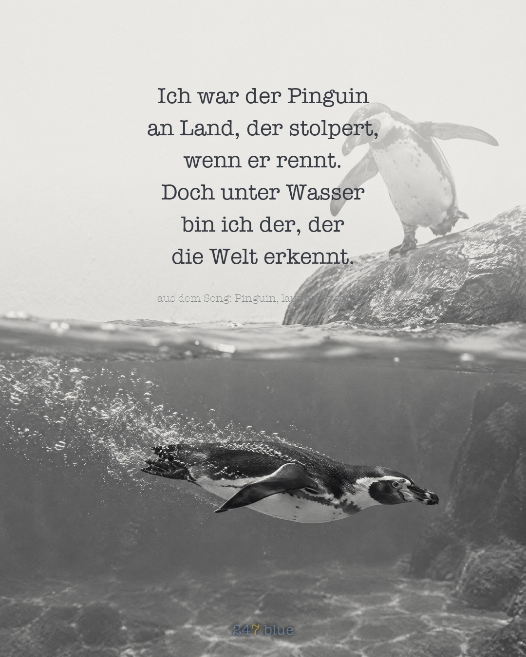 Bild zu „Pinguin, lauf nicht gerade“ mit der Liedzeile: Ich war der Pinguin an Land, der stolpert, wenn er rennt. Doch unter Wasser bin ich der, der die Welt erkennt.